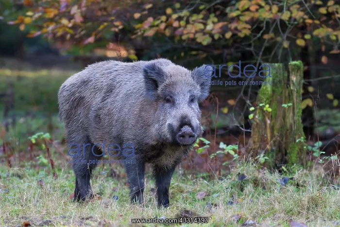 : 80198661 Wild Boar - sow in autumn Germany Sus scrofa : 80198661 Wild Boar - sow in autumn Germany Sus scrofa