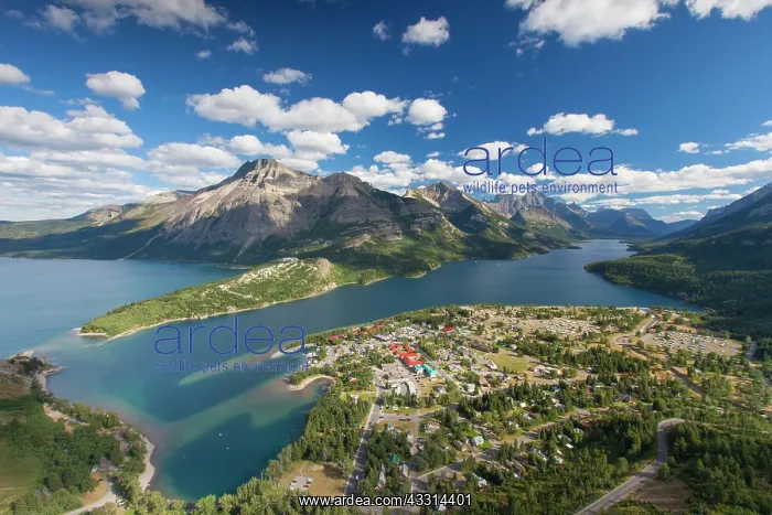 : 80198662 View from Bear's Hump to Waterton Waterton : 80198662 View from Bear's Hump to Waterton Waterton