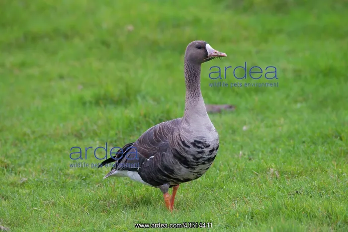 : 80198663 White-fronted Goose - adult in autumn Sweden : 80198663 White-fronted Goose - adult in autumn Sweden