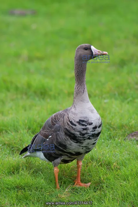 : 80198664 White-fronted Goose - adult in autumn Sweden : 80198664 White-fronted Goose - adult in autumn Sweden