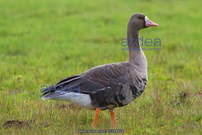 : 80198665 White-fronted Goose - adult in autumn Sweden : 80198665 White-fronted Goose - adult in autumn Sweden
