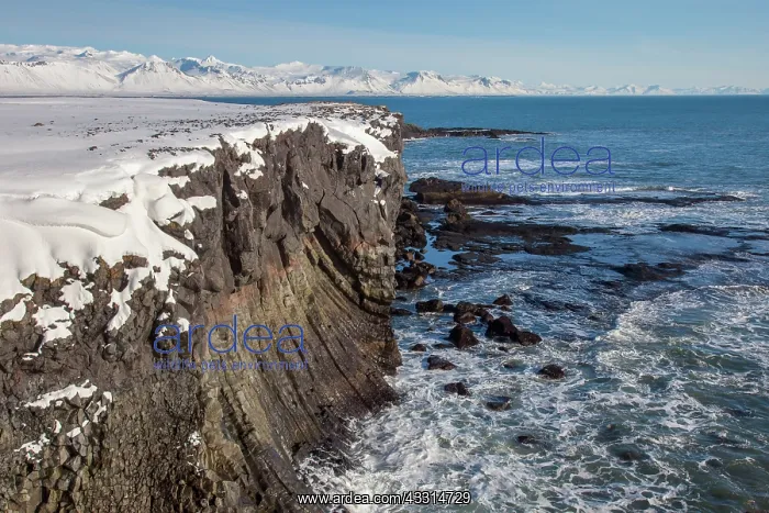 : 80198987 Basalt Cliff - at the coast Arnarstapi : 80198987 Basalt Cliff - at the coast Arnarstapi