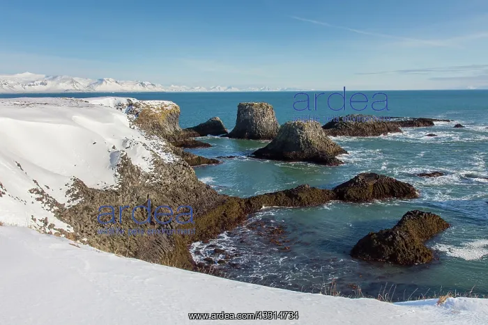 : 80198988 Basalt Cliff - at the coast Arnarstapi : 80198988 Basalt Cliff - at the coast Arnarstapi