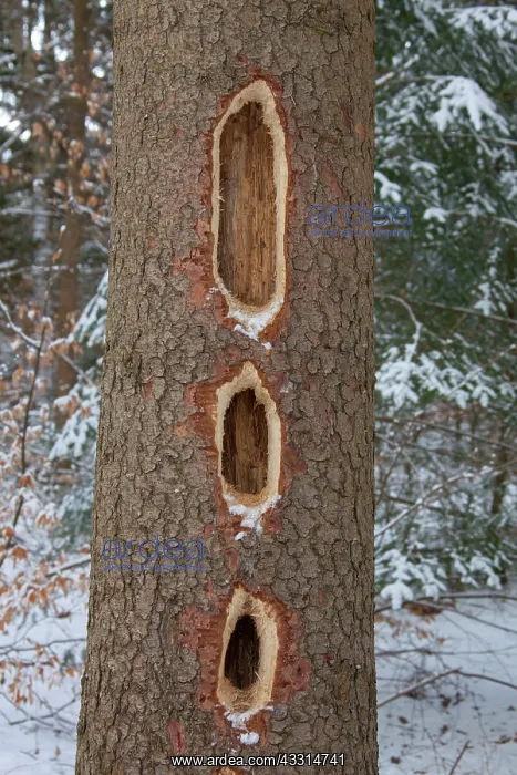 : 80198989 Black Woodpecker - holes in the trunk Germany : 80198989 Black Woodpecker - holes in the trunk Germany