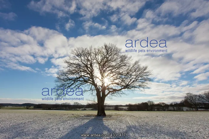 : 80198993 English / Pendulate Oak - solitary tree : 80198993 English / Pendulate Oak - solitary tree