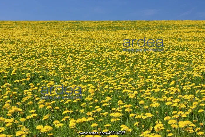: 80198995 Dandelion - flowering in field Germany : 80198995 Dandelion - flowering in field Germany