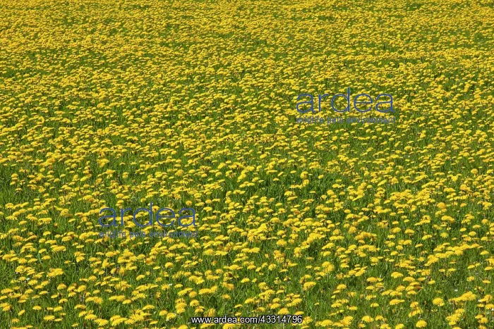 : 80198996 Dandelion - flowering in field Germany : 80198996 Dandelion - flowering in field Germany