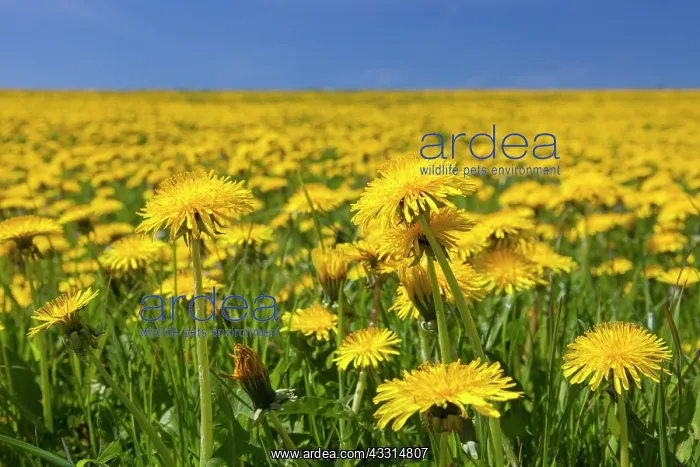: 80198997 Dandelion - flowering in field Germany : 80198997 Dandelion - flowering in field Germany