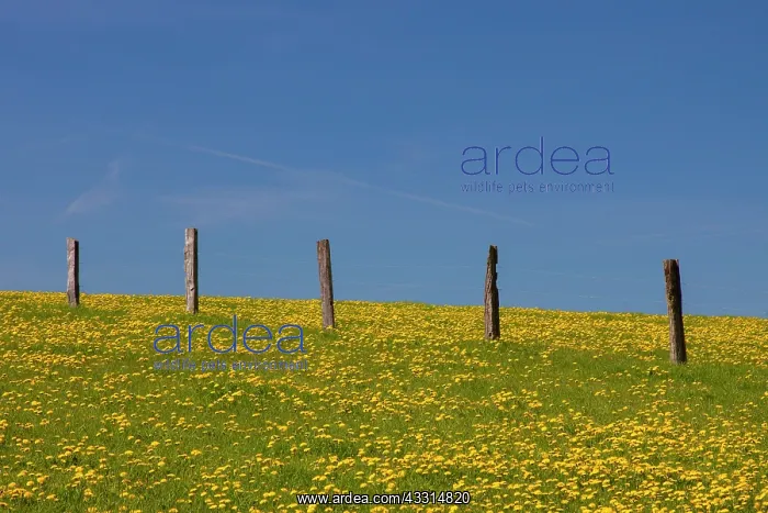 : 80198998 Dandelion - flowering in field Germany : 80198998 Dandelion - flowering in field Germany