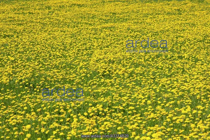 : 80198999 Dandelion - flowering in field Germany : 80198999 Dandelion - flowering in field Germany