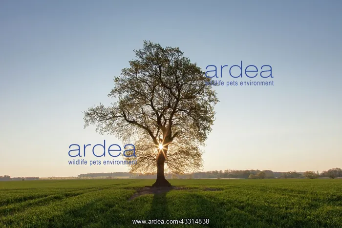 : 80199000 English / Pendulate Oak - solitary tree : 80199000 English / Pendulate Oak - solitary tree