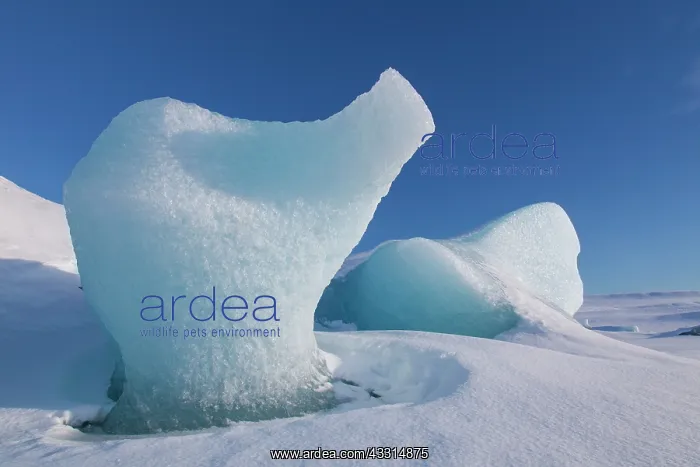 : 80199004 Iceberg Fjallsarlon Glacier Lagoon, Iceland : 80199004 Iceberg Fjallsarlon Glacier Lagoon, Iceland