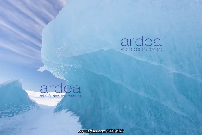 : 80199010 Iceberg Fjallsarlon Glacier Lagoon, Iceland : 80199010 Iceberg Fjallsarlon Glacier Lagoon, Iceland