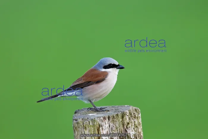 : 80199014 Red-backed Shrike - male perched on post : 80199014 Red-backed Shrike - male perched on post
