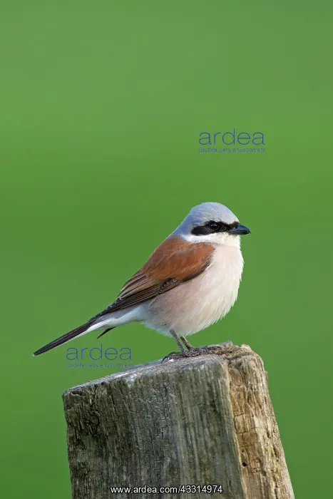 : 80199015 Red-backed Shrike - male perched on post : 80199015 Red-backed Shrike - male perched on post