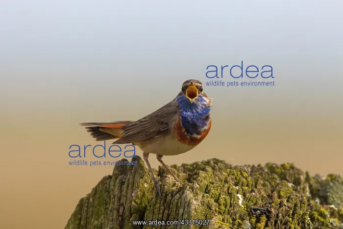 : 80199020 White-spotted Bluethroat - singing male : 80199020 White-spotted Bluethroat - singing male