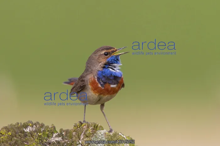 : 80199023 White-spotted Bluethroat - singing male : 80199023 White-spotted Bluethroat - singing male
