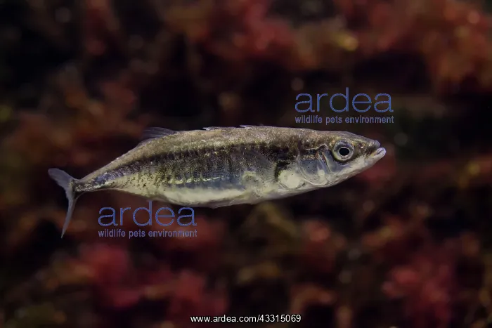 : 80199025 Threespined Stickleback - underwater Germany : 80199025 Threespined Stickleback - underwater Germany