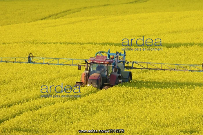 : 80199026 Farming - tractor spraying a field of rape : 80199026 Farming - tractor spraying a field of rape