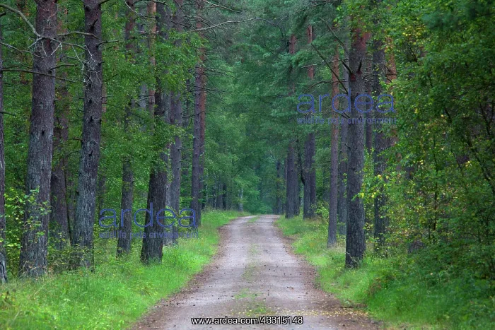 : 80199032 Country Road / Track - in forest in summer : 80199032 Country Road / Track - in forest in summer