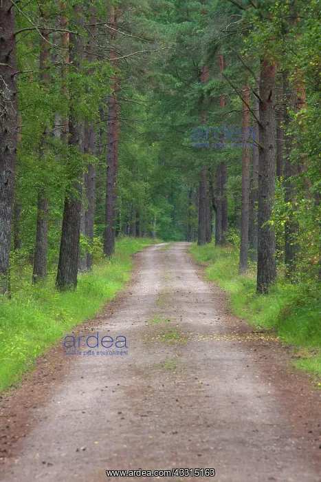: 80199033 Country Road / Track - in forest in summer : 80199033 Country Road / Track - in forest in summer