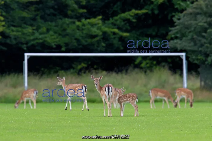 : 80199039 Fallow Deer - on football pitch Denmark : 80199039 Fallow Deer - on football pitch Denmark