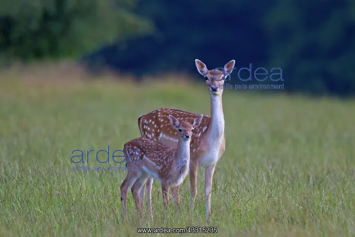 : 80199040 Fallow Deer - hind with calf Denmark Cervus : 80199040 Fallow Deer - hind with calf Denmark Cervus