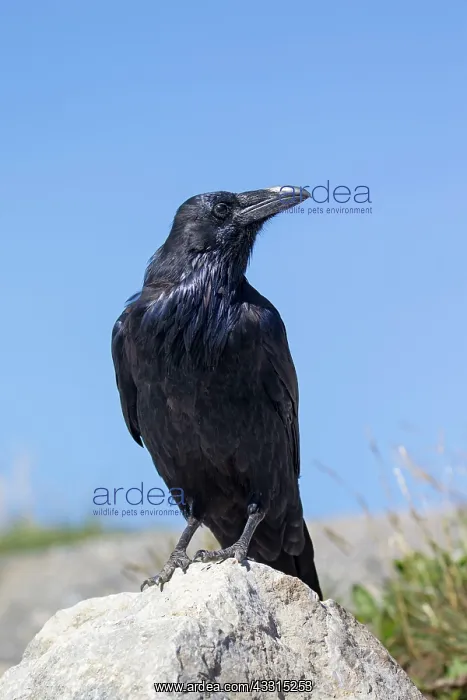 : 80199042 Common Raven - adult Banff National Park : 80199042 Common Raven - adult Banff National Park