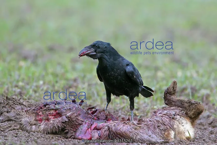 : 80199043 Common Raven - adult feeding on dead Roe : 80199043 Common Raven - adult feeding on dead Roe