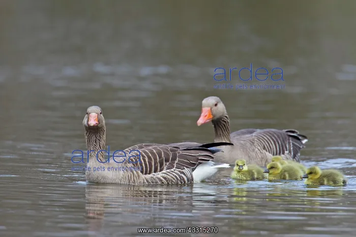 : 80199044 Greylag / Graylag Goose - adult with goslings : 80199044 Greylag / Graylag Goose - adult with goslings