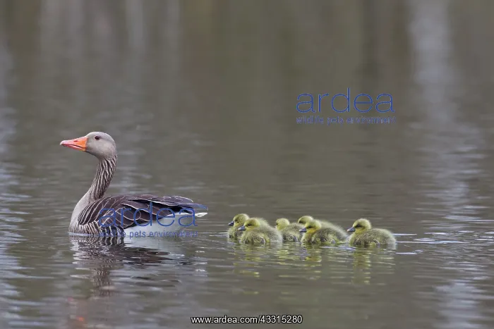 : 80199045 Greylag / Graylag Goose - adult with goslings : 80199045 Greylag / Graylag Goose - adult with goslings