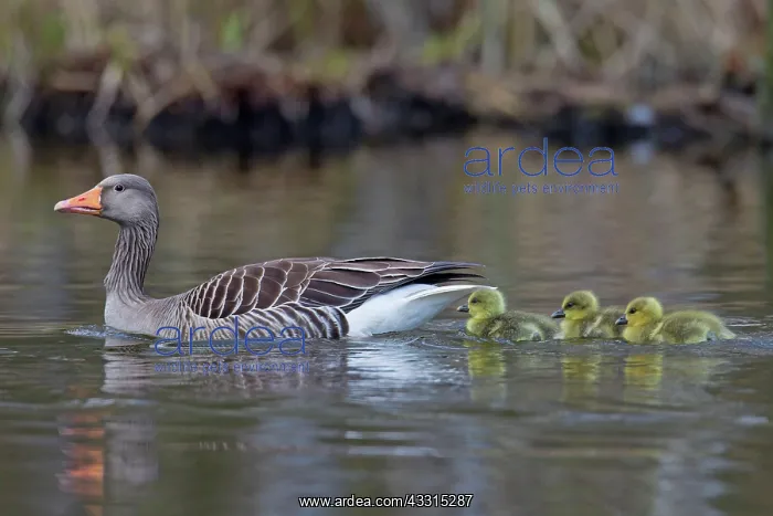 : 80199046 Greylag / Graylag Goose - adult with goslings : 80199046 Greylag / Graylag Goose - adult with goslings