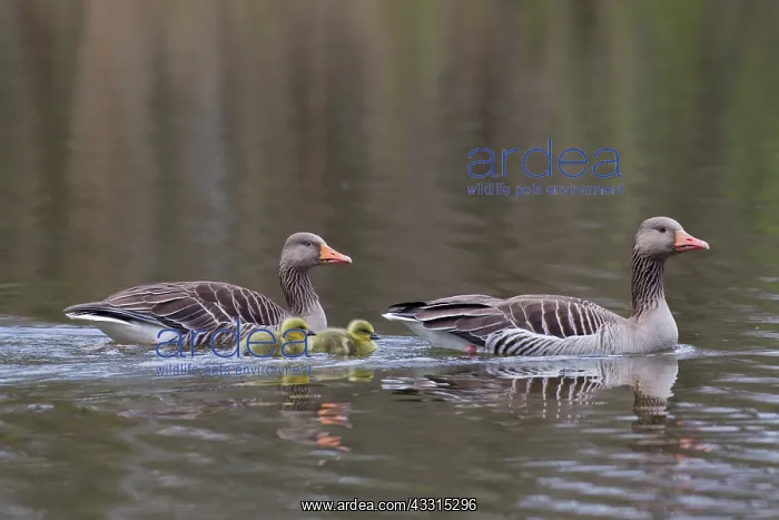 : 80199047 Greylag / Graylag Goose - adult with goslings : 80199047 Greylag / Graylag Goose - adult with goslings