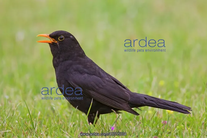 : 80199048 Blackbird - adult male singing Germany : 80199048 Blackbird - adult male singing Germany