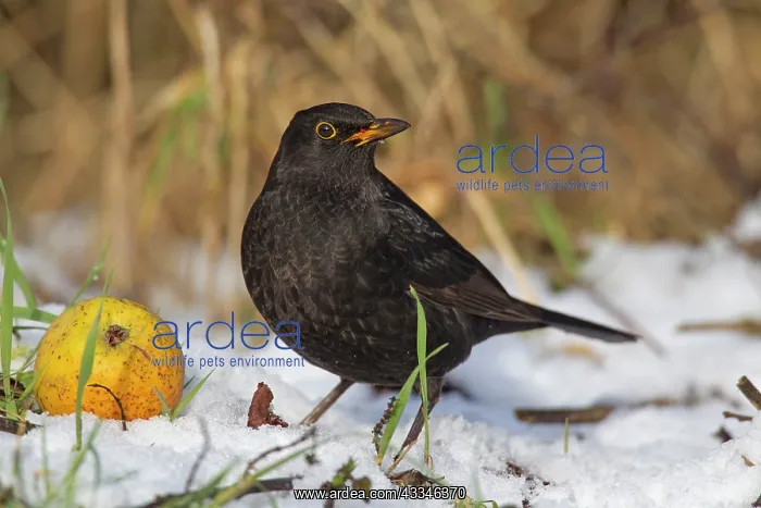 : 80199049 Blackbird - adult male in snow Germany : 80199049 Blackbird - adult male in snow Germany