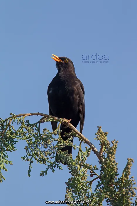 : 80199050 Blackbird - adult male singing Germany : 80199050 Blackbird - adult male singing Germany