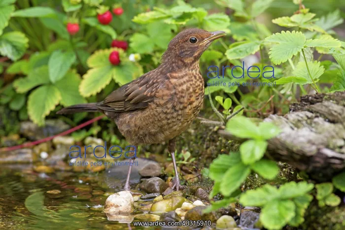 : 80199051 Blackbird - young bathing Germany Turdus : 80199051 Blackbird - young bathing Germany Turdus