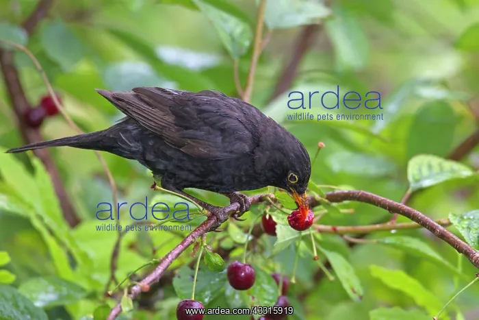  : 80199052 Blackbird - adult male eating cherry Germany