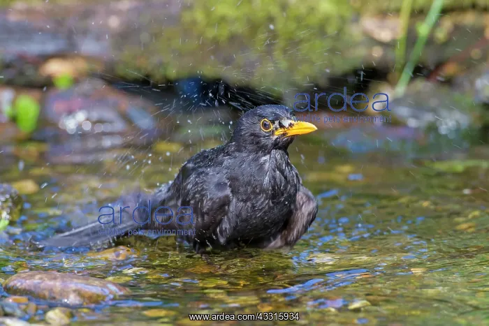 : 80199054 Blackbird - adult male bathing Germany : 80199054 Blackbird - adult male bathing Germany