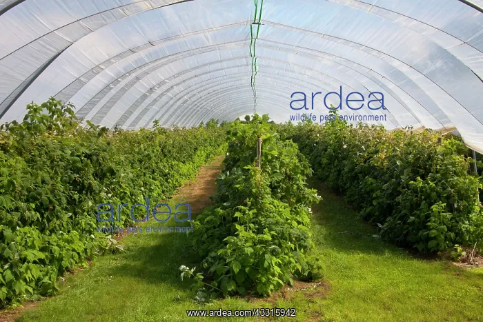 : 80199055 Raspberry - cultivation in plasticulture : 80199055 Raspberry - cultivation in plasticulture