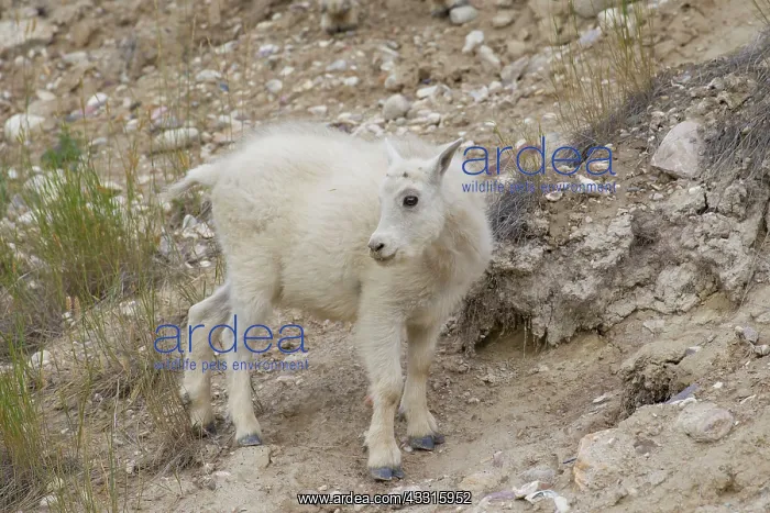 : 80199056 Mountain Goat - kid Jasper National Park : 80199056 Mountain Goat - kid Jasper National Park