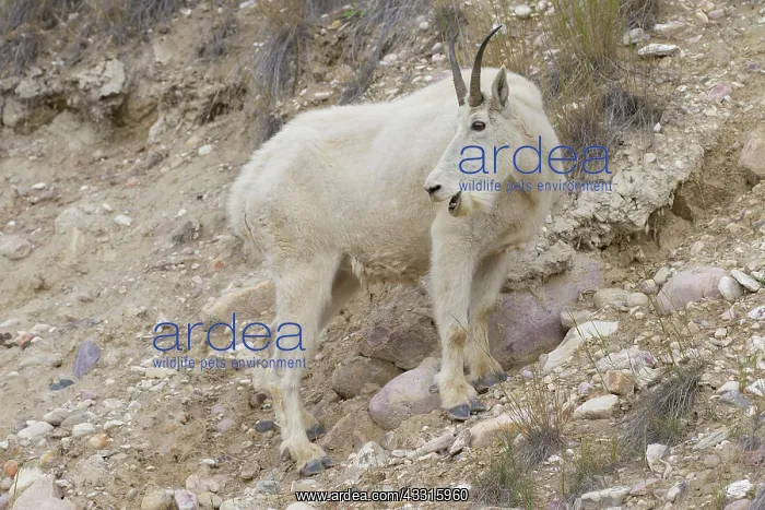 : 80199057 Mountain Goat - adult female Jasper National : 80199057 Mountain Goat - adult female Jasper National