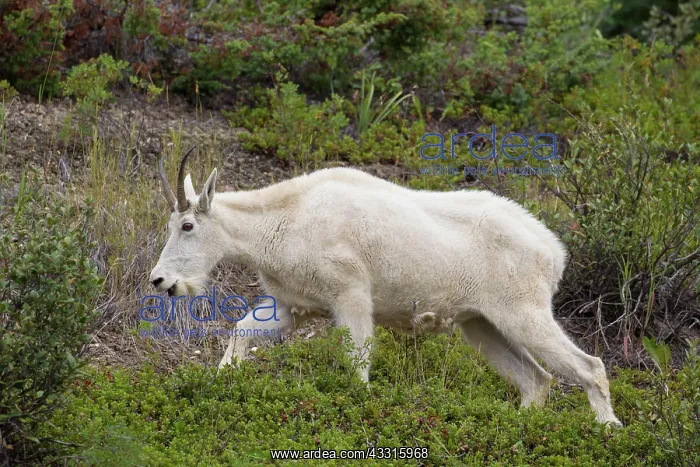 : 80199058 Mountain Goat - adult female Jasper National : 80199058 Mountain Goat - adult female Jasper National