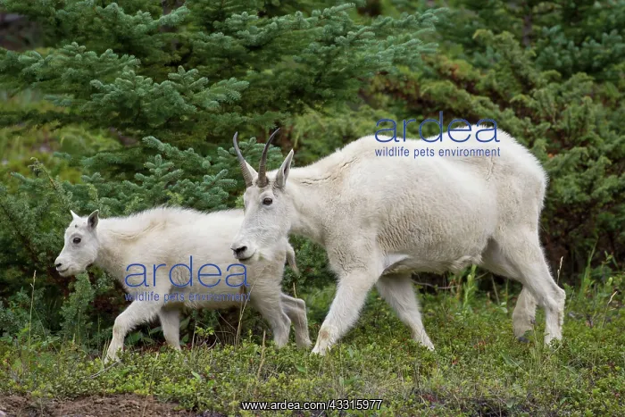 : 80199059 Mountain Goat - adult female with kid Jasper : 80199059 Mountain Goat - adult female with kid Jasper