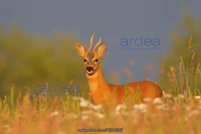 : 80199060 Roe Deer - buck with abnormal horn Germany : 80199060 Roe Deer - buck with abnormal horn Germany
