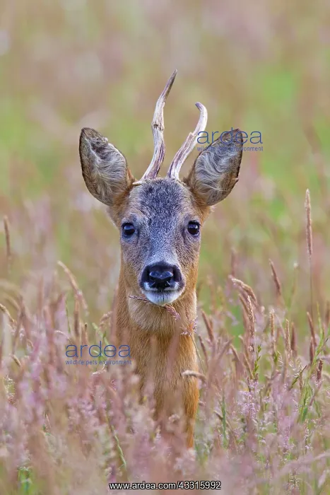 : 80199061 Roe Deer - buck with abnormal horn Germany : 80199061 Roe Deer - buck with abnormal horn Germany