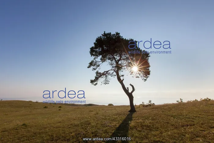 : 80199064 Scots Pine - solitary tree near the baltic : 80199064 Scots Pine - solitary tree near the baltic