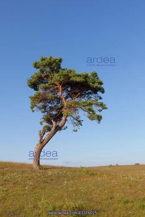  : 80199065 Scots Pine - solitary tree near the baltic