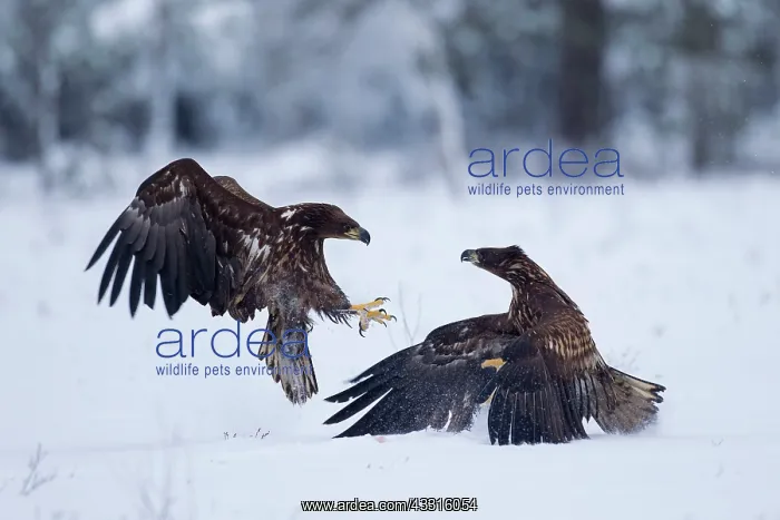 : 80199068 White-Tailed Eagle - fighting in winter : 80199068 White-Tailed Eagle - fighting in winter