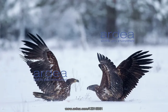 : 80199069 White-Tailed Eagle - fighting in winter : 80199069 White-Tailed Eagle - fighting in winter